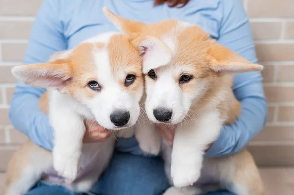 Mulher Branca Segurando Dois Filhotes Cachorro Bonito Pembroke Corgi — Fotografia de Stock