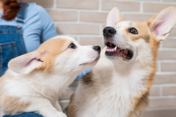 Owner Holds Pembroke Corgi Mom Puppy Backdrop Brick Wall Dog — Stock Photo, Image