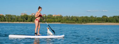 Köpek Jack Russell Terrier sahibi ile birlikte sörf tahtasında yüzüyor. Bir kadın ve evcil hayvanı gölde birlikte vakit geçiriyorlar..