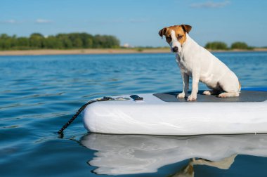 Jack Russell teriyer köpeği yemek masasında. Yaz sporu.