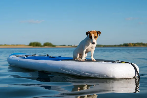 Jack Russell Terrier Dog Numa Prancha Desporto Verão — Fotografia de Stock