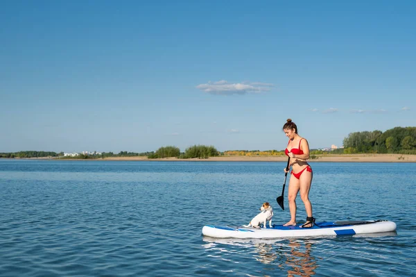 Dog Jack Russell Terriër Zwemt Het Bord Met Eigenaar Een — Stockfoto