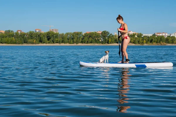 Cane Jack Russell Terrier Nuota Sul Bordo Con Proprietario Una — Foto Stock