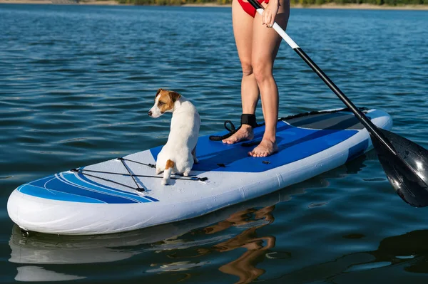 Dog Jack Russell Terrier Nada Tabuleiro Com Proprietário Uma Mulher — Fotografia de Stock