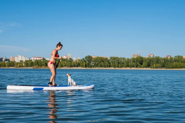Dog Jack Russell Terrier Schwimmt Mit Seinem Besitzer Auf Dem — Stockfoto