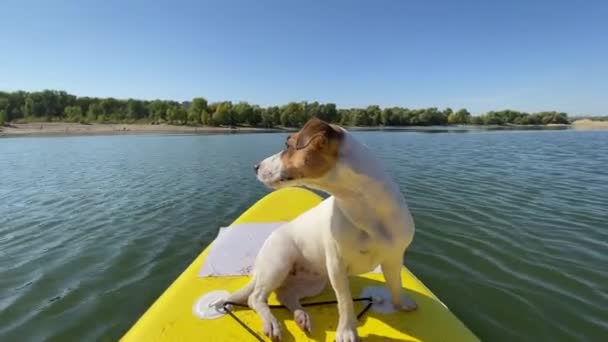 Jack Russell Terrier Hund Sup Board Sommarsport — Stockvideo