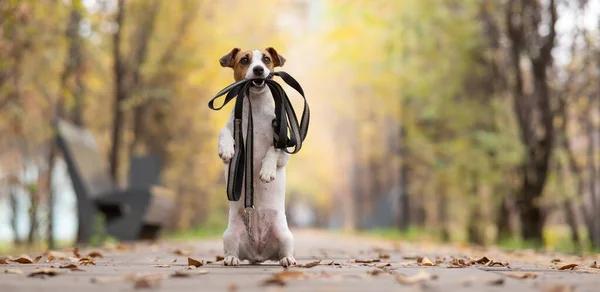 Jack Russell Terrier Dog Holding Leash Walk Autumn Park — Stock Photo, Image
