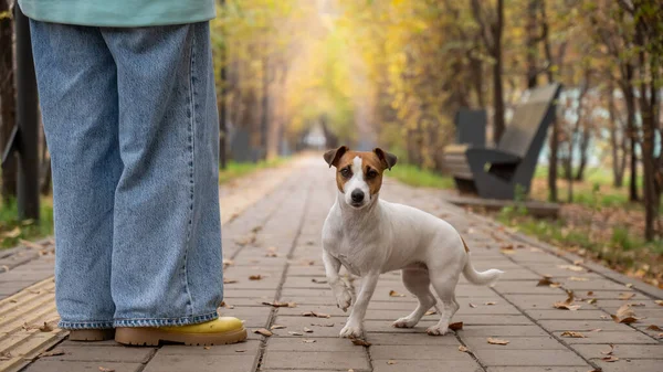 Köpek Jack Russell Terrier Sahibi Sonbahar Parkında Yürüyüşe Çıktılar — Stok fotoğraf