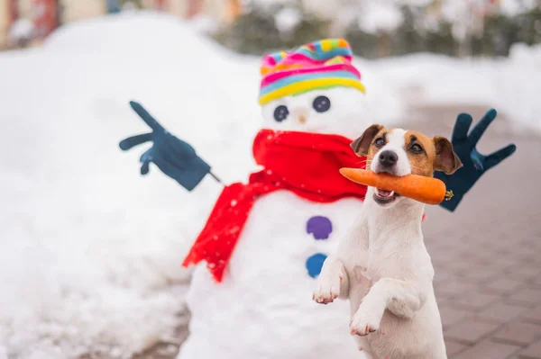 Jack Russell Terrier Pies Trzyma Marchewkę Ustach Dla Bałwana — Zdjęcie stockowe