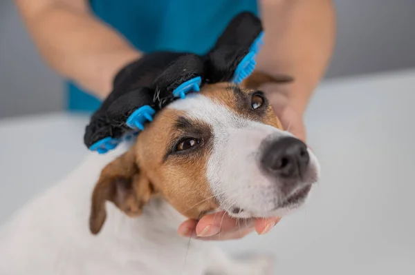 Vétérinaire Peigner Chien Jack Russell Terrier Avec Gant Spécial — Photo