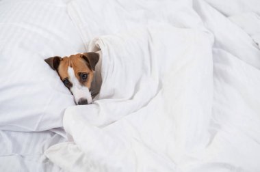 Jack Russell Terrier köpeği yorganın altında yatıyor. Hayvan yatak odasında uyuyor.