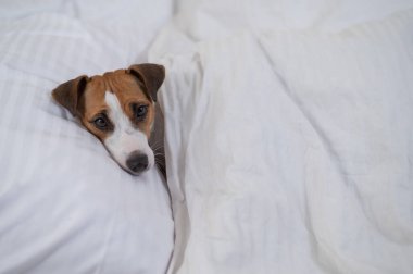 Jack Russell Terrier köpeği yorganın altında yatıyor. Hayvan yatak odasında uyuyor.