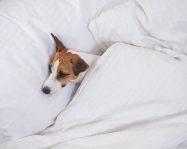 Jack Russell Terrier köpeği yorganın altında yatıyor. Hayvan yatak odasında uyuyor.