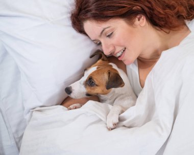 Jack Russell Terrier köpeği yatağında sahibine sarılıyor.