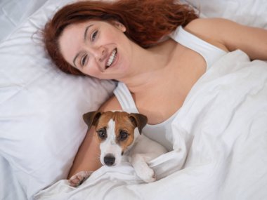 Jack Russell Terrier köpeği yatağında sahibine sarılıyor.