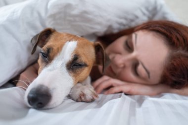 Kafkasyalı kızıl saçlı kadın beyaz çarşafta Jack Russell teriyer köpeğiyle kucak kucağa uyuyor.