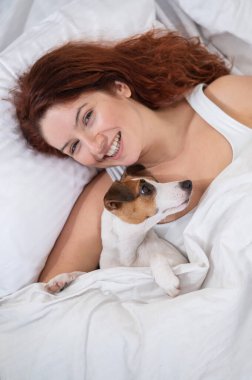 Jack Russell Terrier köpeği yatağında sahibine sarılıyor.