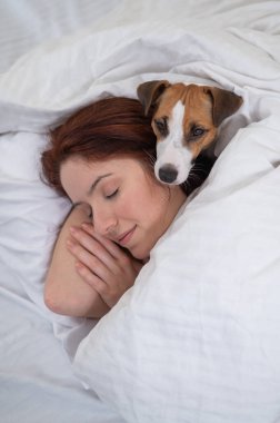 Jack Russell Terrier köpeği yatağında sahibine sarılıyor.