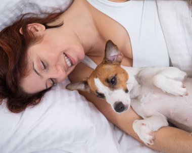 Jack Russell Terrier köpeği yatağında sahibine sarılıyor.