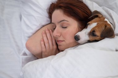 Jack Russell Terrier köpeği yatağında sahibine sarılıyor.