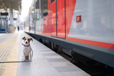 Jack Russell Terrier köpeği tren istasyonunda tek başına oturuyor.
