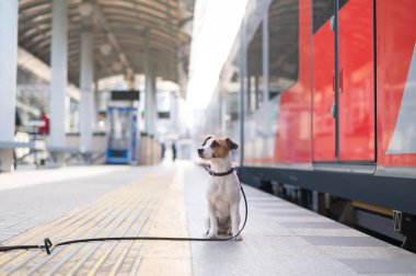 Jack Russell Terrier köpeği tren istasyonunda tek başına oturuyor.