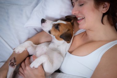 Jack Russell Terrier köpeği yatağında sahibine sarılıyor.