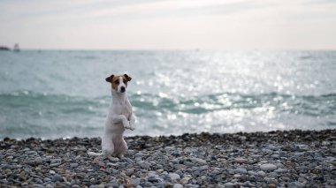 Jack Russell Terrier deniz kenarındaki çakıl taşı plajında bir köpek.