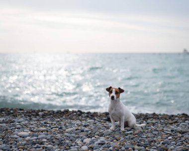 Jack Russell Terrier deniz kenarındaki çakıl taşı plajında bir köpek.