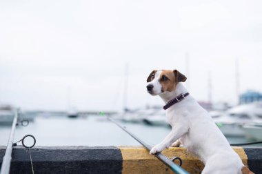 Jack Russell Terrier köpeği limanın yanında elinde olta ile oturuyor.