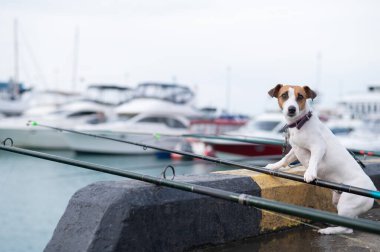 Jack Russell Terrier köpeği limanın yanında elinde olta ile oturuyor.