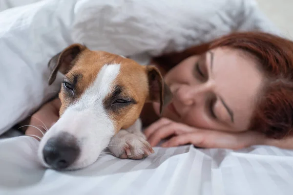 Caucasian Red Haired Woman Sleeps Embrace Jack Russell Terrier Dog — Stock Photo, Image