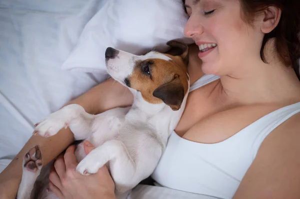 Jack Russell Terrier Pies Leży Uścisku Właścicielem Łóżku — Zdjęcie stockowe