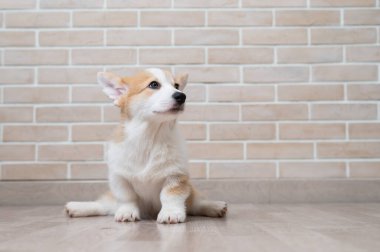 Tatlı bir Galli mantar yavrusu yerde yatıyor.