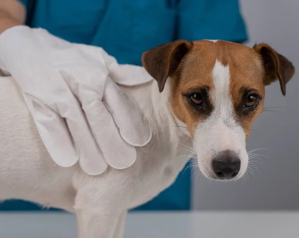獣医は使い捨ての濡れた手袋でジャック ラッセル テリア ドッグを洗う ペットのヒドロゾールクリーニング手袋 — ストック写真