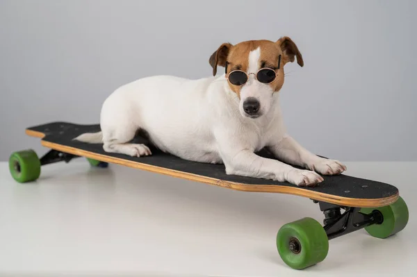 Jack Russell Terrier Dog Óculos Sol Monta Longboard Fundo Branco — Fotografia de Stock