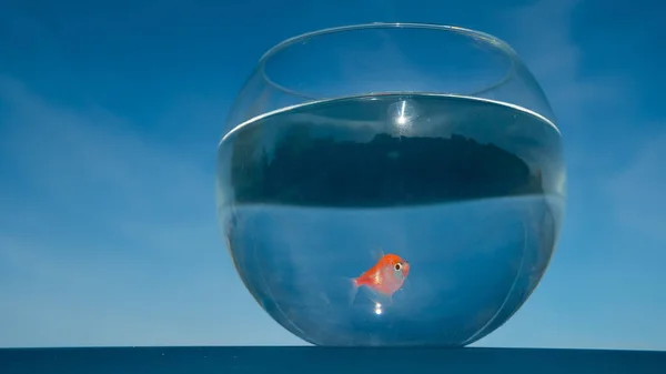 Ein Goldfisch Schwimmt Einem Runden Aquarium Vor Blauem Himmel — Stockfoto