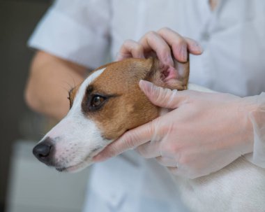 Veteriner köpek kulaklarını muayene eder. Jack Russell Teriyer Kulak Alerjisi