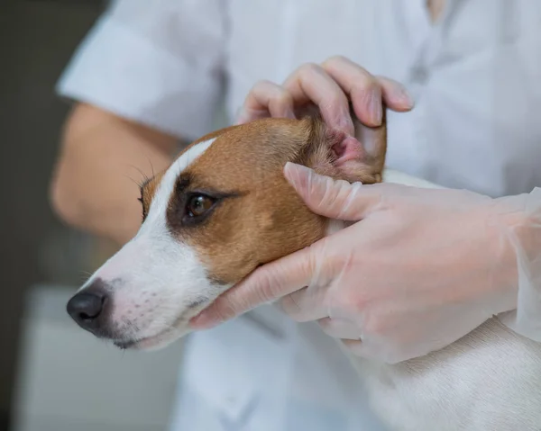 Veterinario Examina Los Oídos Los Perros Jack Russell Terrier Alergia — Foto de Stock