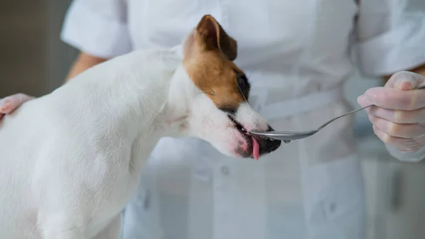 Veterinarian Gives Liquid Medicine Dog Spoon — Stock Photo, Image