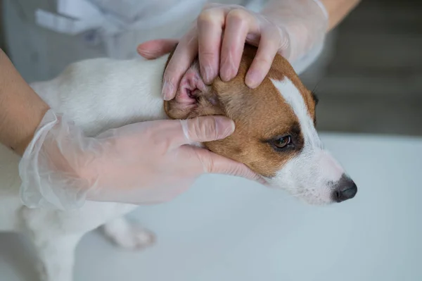 The veterinarian examines the dogs ears. Jack Russell Terrier Ear Allergy