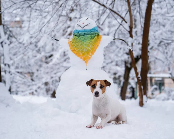 Perro Jack Russell Terrier Pasea Por Calle Invierno Hombre Nieve — Foto de Stock