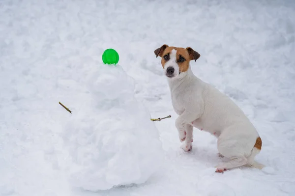 Jack Russell Teriér Pes Dělat Sněhuláka Venku Zimě — Stock fotografie