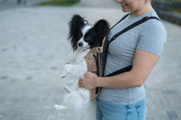 Una Mujer Pasea Con Perro Una Mochila Retrato Cerca Pappilion — Foto de Stock