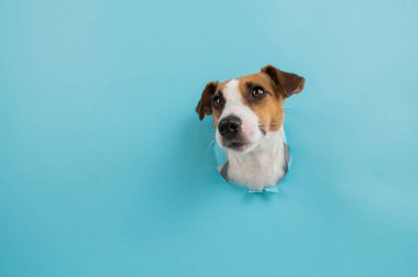 Kağıt mavisi arka planda bir delikten komik köpek ağızlığı. Boşluğu kopyala