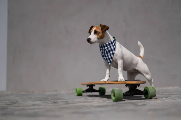 Jack Russell Terrier Pies Kratę Bandana Jeździ Longboard — Zdjęcie stockowe