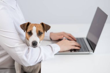 Dizlerinin üzerinde köpek Jack Russell Terrier ile çalışan beyaz bir kadın.
