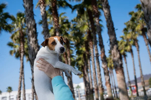 Mujer Sosteniendo Perro Jack Russell Terrier Sobre Fondo Palmeras — Foto de Stock