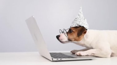 Folyo şapkalı ve gözlüklü Jack Russell Terrier bir dizüstü bilgisayarda çalışıyor.