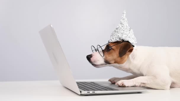 Jack Russell Terrier Hond Een Aluminiumhoed Bril Werkt Een Laptop — Stockvideo